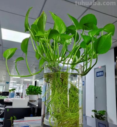 阳台养绿萝总黄叶？4个关键技巧，新手也能养出爆盆绿植 - 图画吧TUHUABA