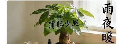 发财树总黄叶烂根?我悟透3个懒人养法 - 今日头条 发财树总黄叶烂根?我悟透3个懒人养法 - 图画吧TUHUABA