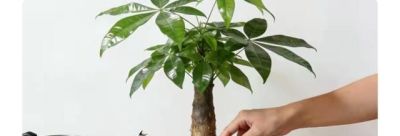 发财树总黄叶烂根?我悟透3个懒人养法 - 今日头条 发财树总黄叶烂根?我悟透3个懒人养法 - 图画吧TUHUABA