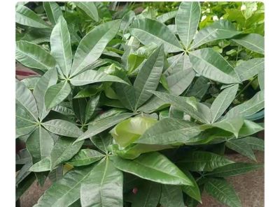 发财树总黄叶烂根?我悟透3个懒人养法 - 今日头条 发财树总黄叶烂根?我悟透3个懒人养法 - 图画吧TUHUABA