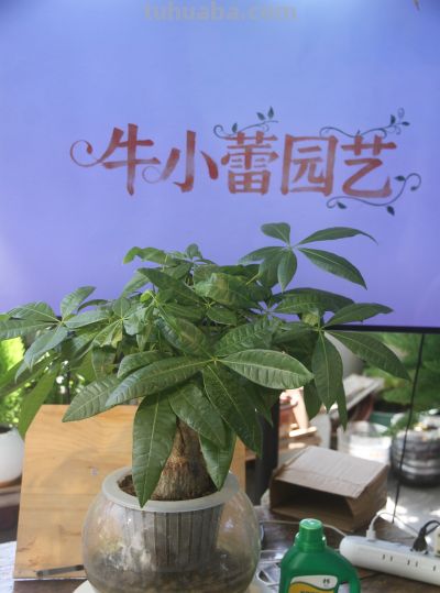 养护师警告：这样养发财树，等于在“谋杀”！ - 今日头条