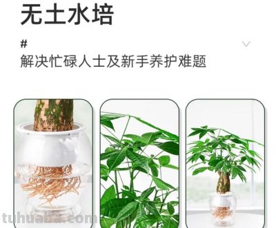 养护师警告：这样养发财树，等于在“谋杀”！ - 图画吧TUHUABA