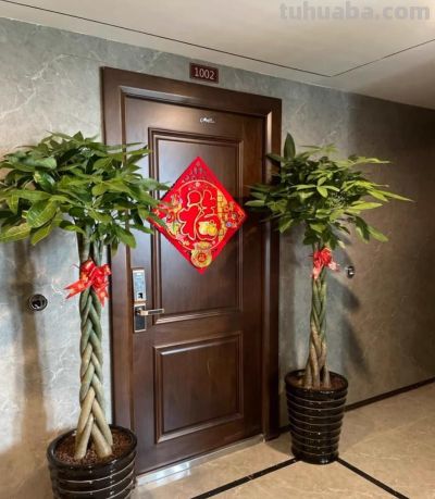 养护师警告：这样养发财树，等于在“谋杀”！ - 图画吧TUHUABA