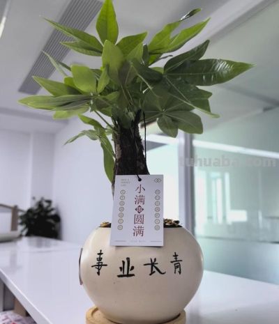 养护师警告：这样养发财树，等于在“谋杀”！ - 图画吧TUHUABA