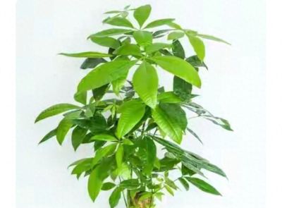 别再把发财树当“祖宗”供着了！搞懂它的脾气，越“懒”养得越旺 - 今日头条