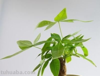 冬天发财树养根不烂根，靠十分钟饱水法，浇水即养根！ - 今日头条