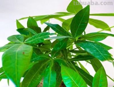 冬天发财树养根不烂根，靠十分钟饱水法，浇水即养根！ - 图画吧TUHUABA