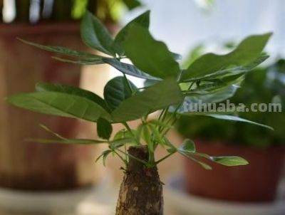 冬天发财树养根不烂根，靠十分钟饱水法，浇水即养根！ - 图画吧TUHUABA