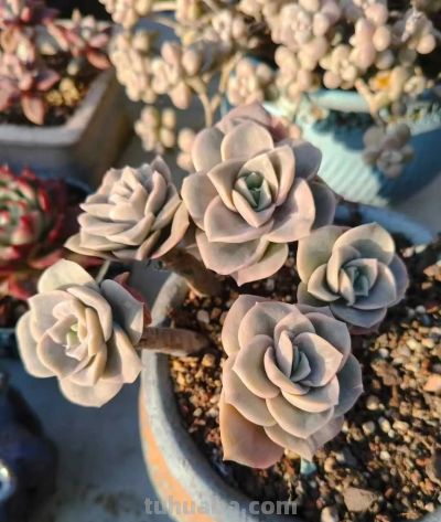 多肉，恰逢其时 - 图画吧TUHUABA