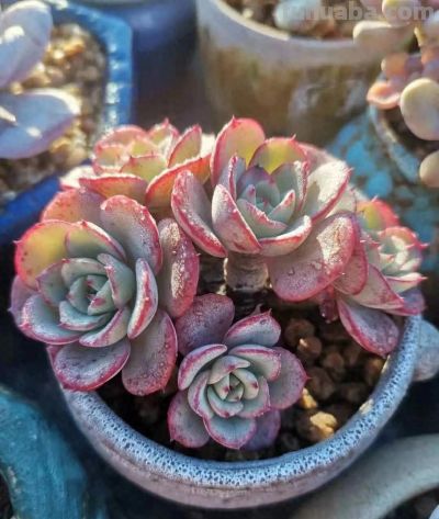 多肉，恰逢其时 - 今日头条