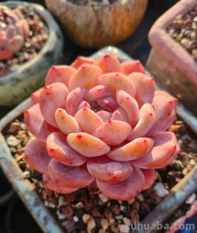 多肉，恰逢其时 - 图画吧TUHUABA