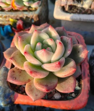 多肉，恰逢其时 - 图画吧TUHUABA