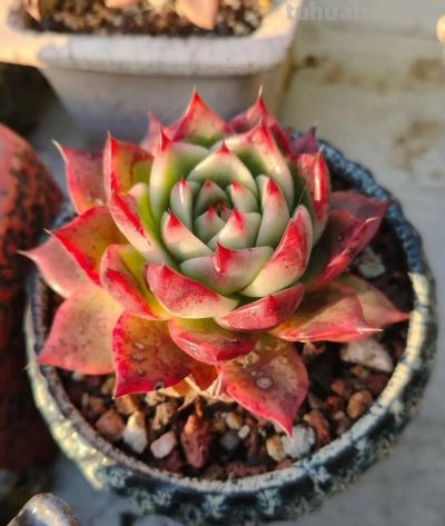 多肉，恰逢其时 - 图画吧TUHUABA