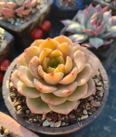 多肉，恰逢其时 - 图画吧TUHUABA