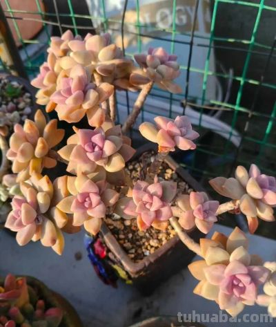 多肉，恰逢其时 - 图画吧TUHUABA