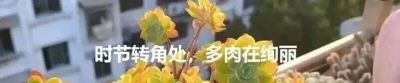 多肉，恰逢其时 - 图画吧TUHUABA