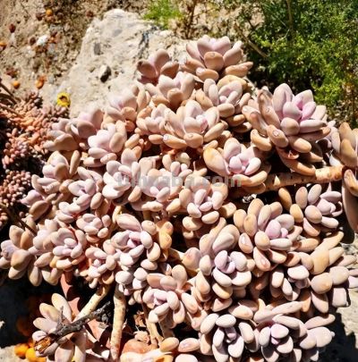 便宜的多肉，价格高的多肉，差别在哪里？上市早晚的区别！ - 今日头条