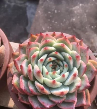 便宜的多肉，价格高的多肉，差别在哪里？上市早晚的区别！ - 图画吧TUHUABA