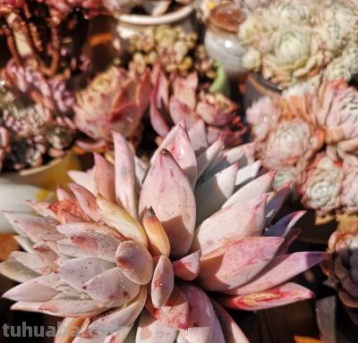 便宜的多肉，价格高的多肉，差别在哪里？上市早晚的区别！ - 图画吧TUHUABA