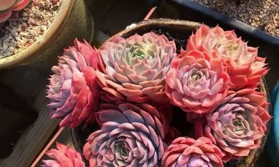 便宜的多肉，价格高的多肉，差别在哪里？上市早晚的区别！ - 图画吧TUHUABA