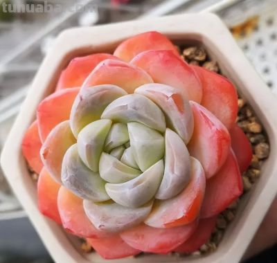 便宜的多肉，价格高的多肉，差别在哪里？上市早晚的区别！ - 图画吧TUHUABA