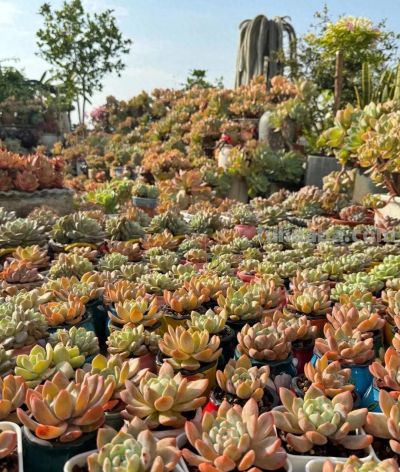 冬日的多肉，正是当下好风景 - 今日头条