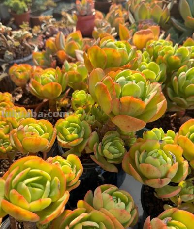 冬日的多肉，正是当下好风景 - 图画吧TUHUABA