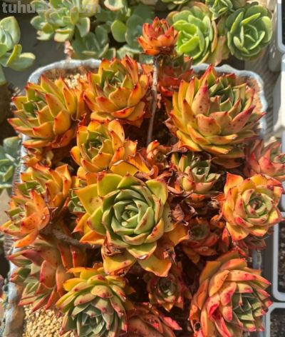 冬日的多肉，正是当下好风景 - 图画吧TUHUABA