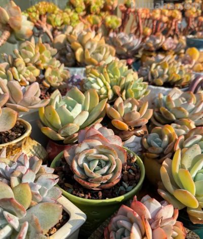 冬日的多肉，正是当下好风景 - 图画吧TUHUABA