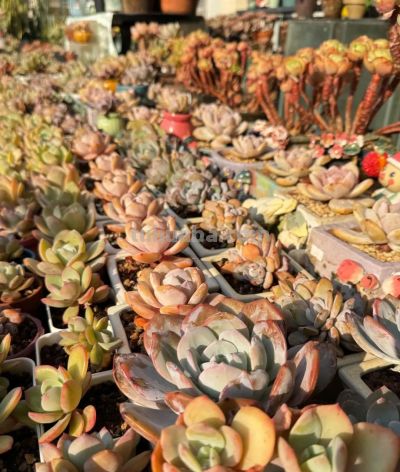 冬日的多肉，正是当下好风景 - 图画吧TUHUABA