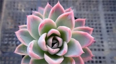 新手小白养多肉，先买便宜的，能养活了再买好的，避免交学费 - 今日头条