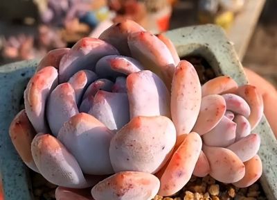 新手小白养多肉，先买便宜的，能养活了再买好的，避免交学费 - 图画吧TUHUABA