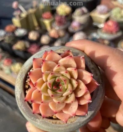 新手小白养多肉，先买便宜的，能养活了再买好的，避免交学费 - 图画吧TUHUABA