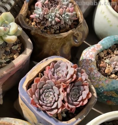 新手小白养多肉，先买便宜的，能养活了再买好的，避免交学费 - 图画吧TUHUABA