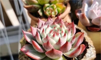 新手小白养多肉，先买便宜的，能养活了再买好的，避免交学费 - 图画吧TUHUABA