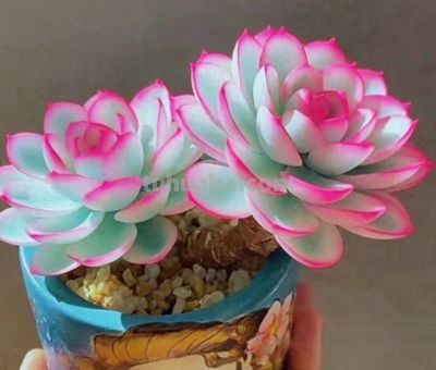 多肉界中的“”劳斯莱斯”你见过几种？ - 今日头条