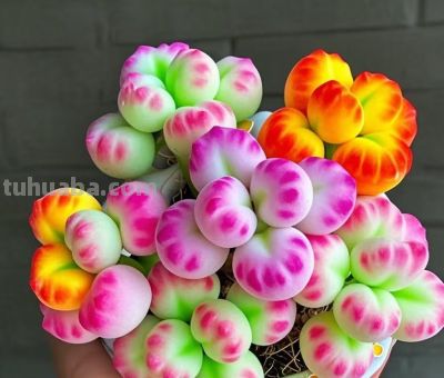 多肉界中的“”劳斯莱斯”你见过几种？ - 图画吧TUHUABA