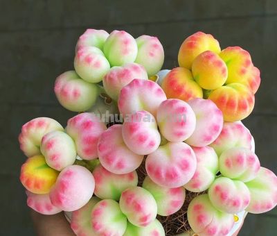 多肉界中的“”劳斯莱斯”你见过几种？ - 图画吧TUHUABA