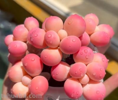 多肉界中的“”劳斯莱斯”你见过几种？ - 图画吧TUHUABA