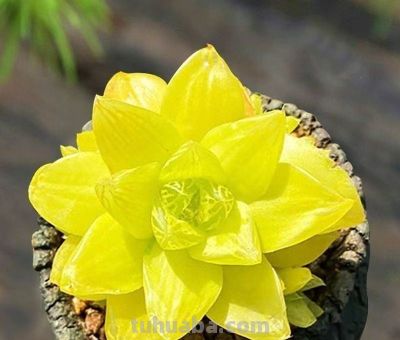 多肉界中的“”劳斯莱斯”你见过几种？ - 图画吧TUHUABA