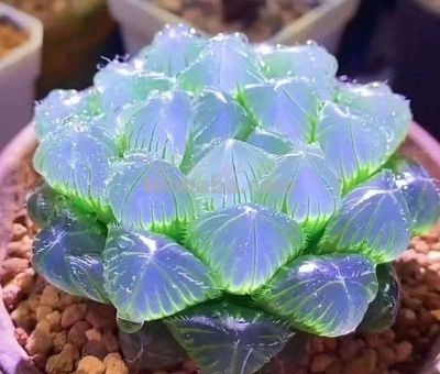 多肉界中的“”劳斯莱斯”你见过几种？ - 图画吧TUHUABA