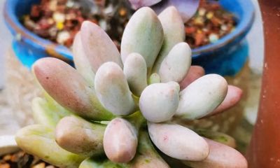 有些多肉长得极为相似，只有亲自养过，才会发现它们确实相差无几 - 图画吧TUHUABA