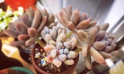 有些多肉长得极为相似，只有亲自养过，才会发现它们确实相差无几 - 图画吧TUHUABA
