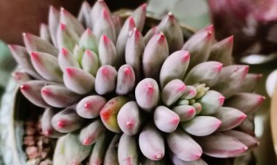 有些多肉长得极为相似，只有亲自养过，才会发现它们确实相差无几 - 图画吧TUHUABA