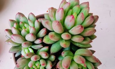 有些多肉长得极为相似，只有亲自养过，才会发现它们确实相差无几 - 图画吧TUHUABA