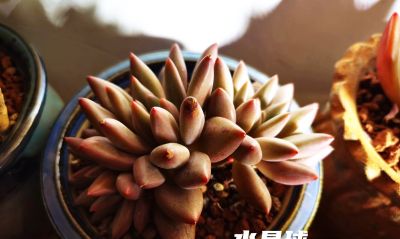 有些多肉长得极为相似，只有亲自养过，才会发现它们确实相差无几 - 图画吧TUHUABA