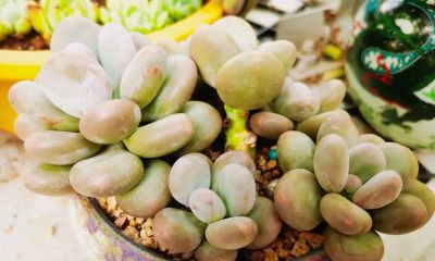 有些多肉长得极为相似，只有亲自养过，才会发现它们确实相差无几 - 图画吧TUHUABA