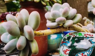 有些多肉长得极为相似，只有亲自养过，才会发现它们确实相差无几 - 图画吧TUHUABA