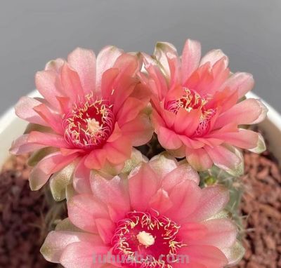 姐姐的仙人球成“养花尽头”，一年开花200天，花多花美让人爱！ - 图画吧TUHUABA