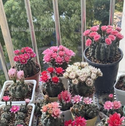 姐姐的仙人球成“养花尽头”，一年开花200天，花多花美让人爱！ - 图画吧TUHUABA